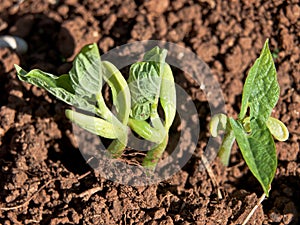 Germinating bean seeds