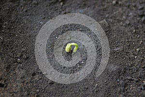 germinating bean seeds in the ground