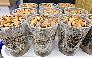 Germinating bean seeds in soil mixture in plastic jars