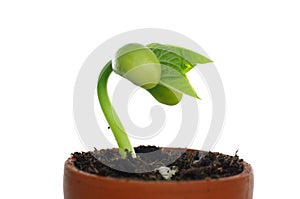 Germinating bean