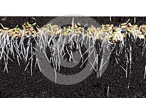 Germinating cereal