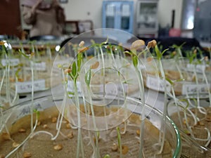 germinating chili seeds