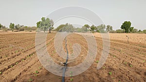 Germinating cotton crop irrigation by fountain system