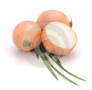 Germinating green onion.