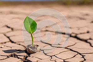 Germinating green plant in cracked arid land, blurred background.