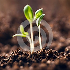 Germinating green plant on earth, blurred background.