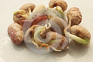 Germinating kidney bean on the plate