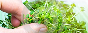Klíčení z blízka brokolice klíčky. přírodní jídlo vitamíny. zahradnictví. zdravotní péče vegetariánský 