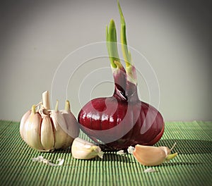 Germinating onion and garlic