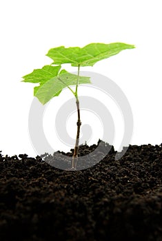 Germinating plant