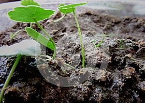 A germinating plant.