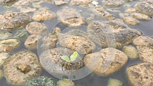 Germinating plant on water grass, a plant germinating on piece of floating water`s grass, floating and water grass in the pond
