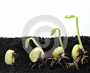 Germinazione impianti 