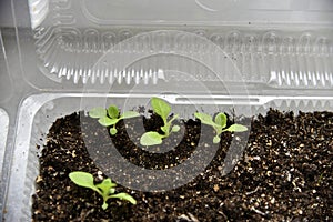 Germinating plants in spring and seedlings