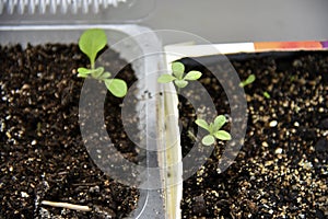 Germinating plants in spring and seedlings