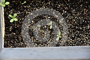 Germinating plants in spring and seedlings