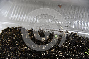 Germinating plants in spring and seedlings