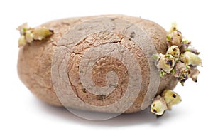 Germinating potato