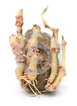 Germinating potato