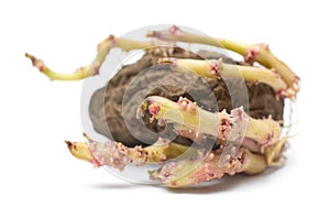 Germinating potato