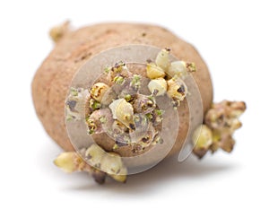Germinating potato