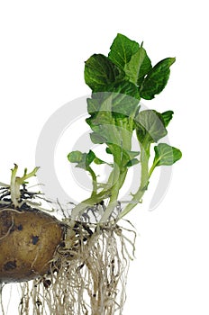 Germinating potato