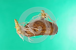 Germinating potato on green background