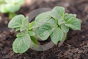 Germinating potato