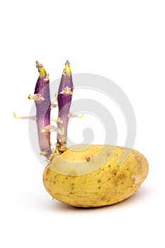 Germinating potato isolated on white background