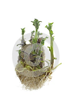 Germinating potato