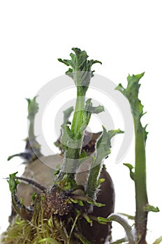 Germinating potato