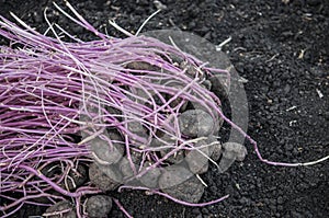 germinating potatoes on the ground