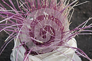 germinating potatoes on the ground