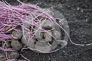 germinating potatoes on the ground