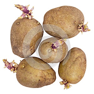 Germinating potatoes on white background