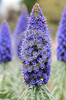 Germinating Pride of Madeira (Echium candicans)