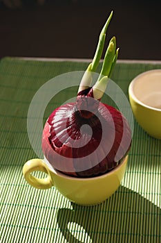 Germinating red onion