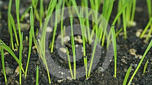 Germinating Seed buds Growing in Agricultural field ground Timelapse,wheat plant