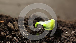 Germinating Seed Growing in Ground Agriculture Spring Summer Timelapse, sprouts germination, Plant in greenhouse