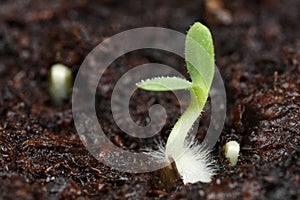 Germinating Seed Macro