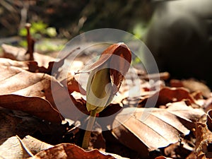 Germinating seedlings beech leaf