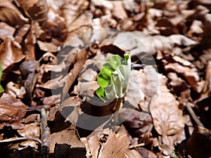 Germinating seedlings beech leaf