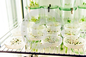 Germinating seeds in lab