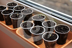 Germinating seeds of tomato and pepper on windowsill.