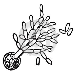 Germinating spore vintage illustration