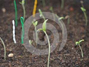 Germinating sprouts of tomato seedlings. Smaller plant.