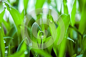 Germinating winter wheat green leaves of a young growing grain crop.