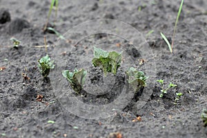 Germinating young green sprouts of potatoes in the ground