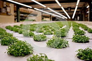 Germination arugula on rockwool for hydroponic. Preparing for the cultivation of plants in the garden. Green sprout