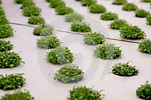 Germination arugula on rockwool for hydroponic. Preparing for the cultivation of plants in the garden. Green sprout